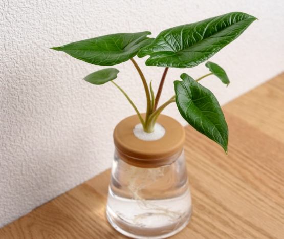 水培植物 水培植物