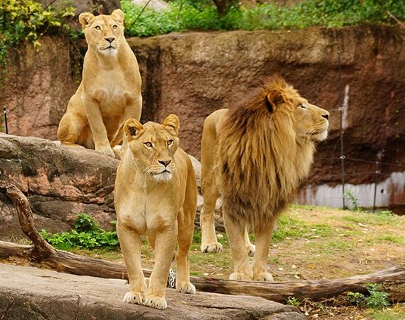 大阪市天王寺動物園 大阪市天王寺動物園