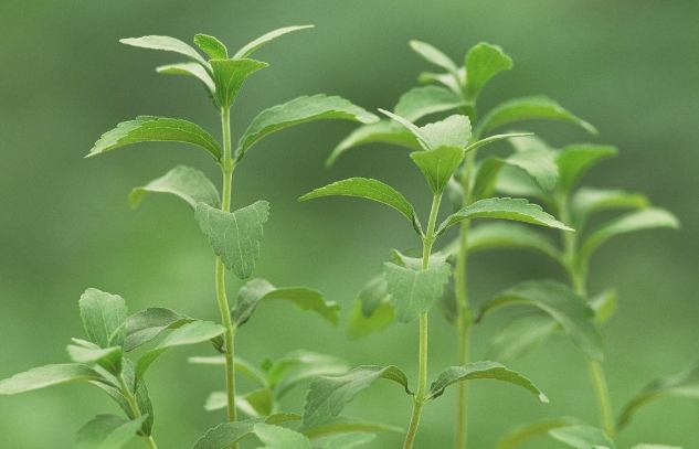 甜菊葉 甜菊葉