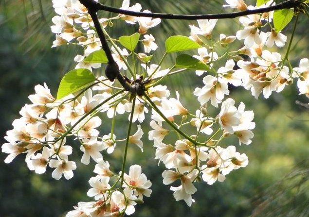 梧桐花 梧桐花