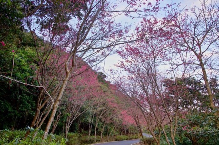 二格櫻花步道 二格櫻花步道