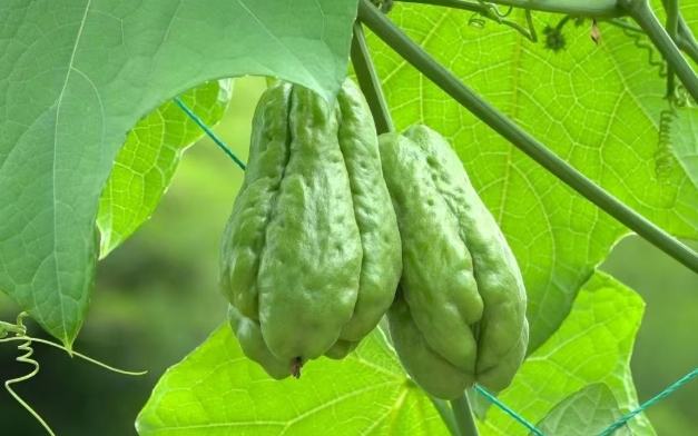 佛手瓜種植