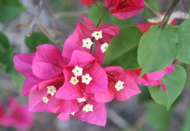 九重葛花語 九重葛花語