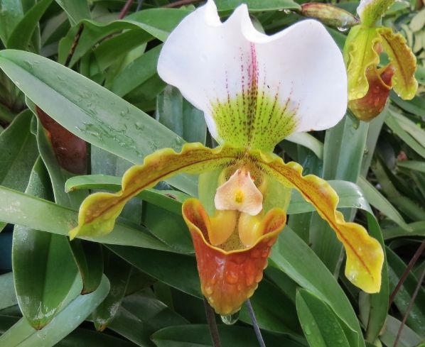蘭花干 蘭花干