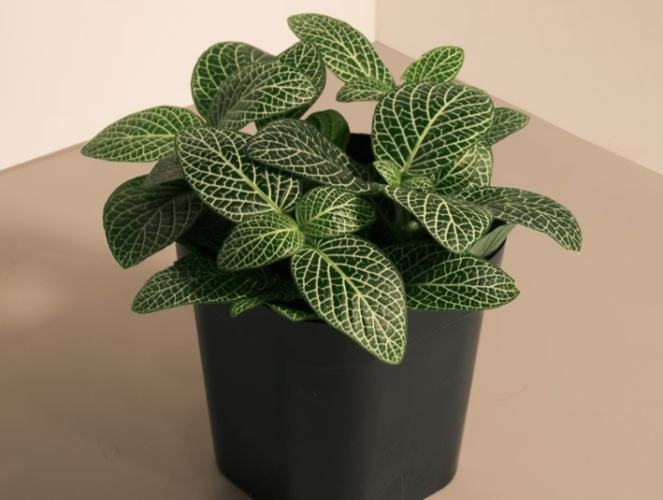 網紋草 網紋草
