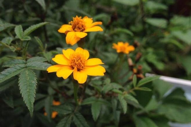 芳香萬壽菊禁忌 芳香萬壽菊禁忌
