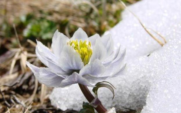 雪蓮 雪蓮
