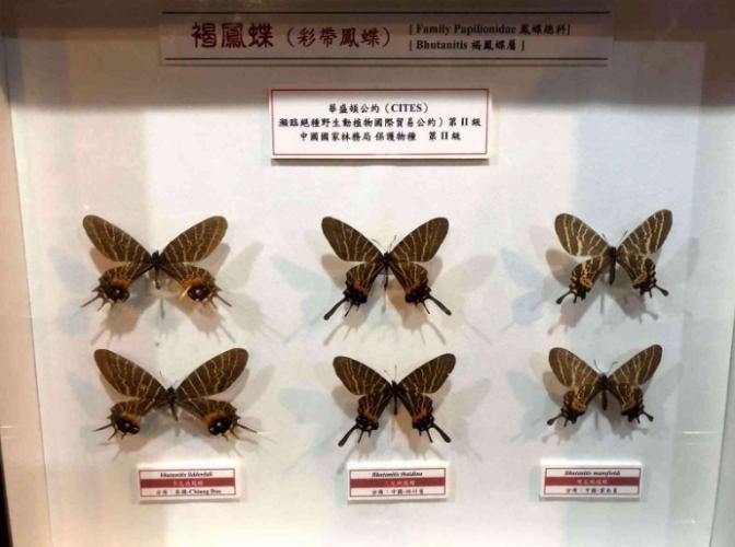 木生昆蟲博物館