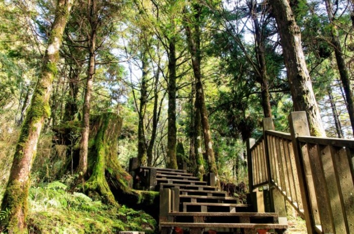 太平山檜木原始林步道
