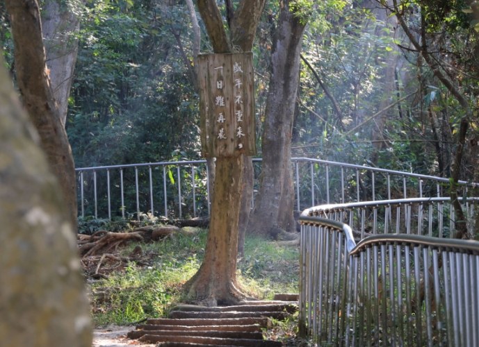 田中森林公園登山步道 田中森林公園登山步道