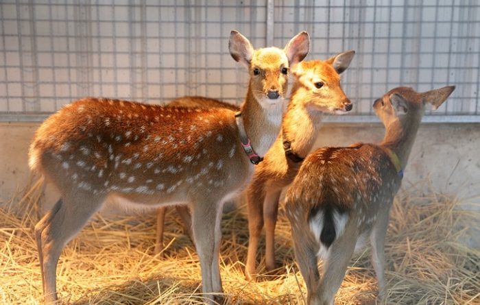 宜蘭動物園 宜蘭動物園