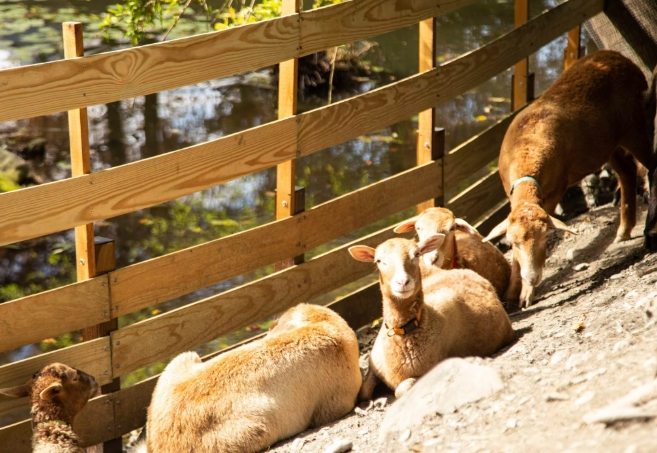 宜蘭動物園 宜蘭動物園