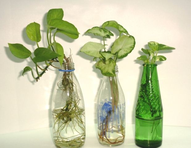 水耕植物