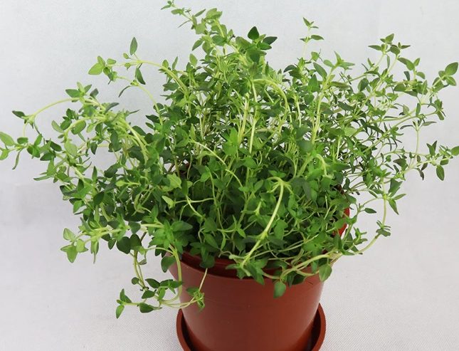 百里香種植 百里香種植