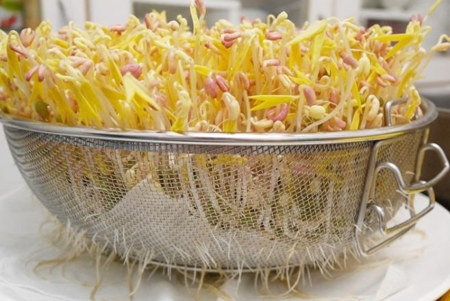 豆芽菜種植 豆芽菜種植