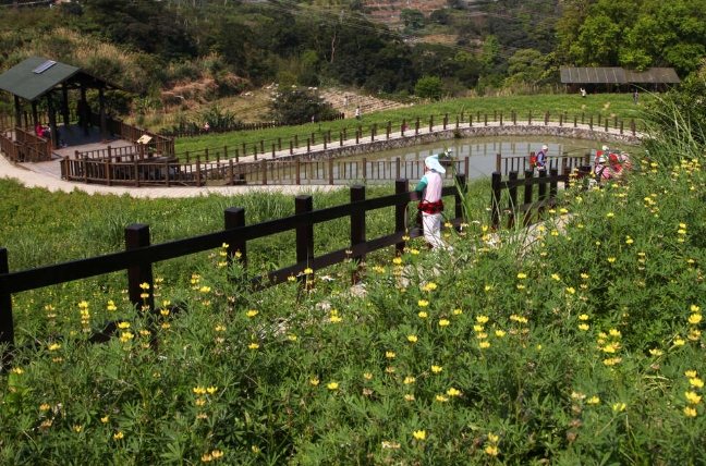 貓空樟樹步道 貓空樟樹步道