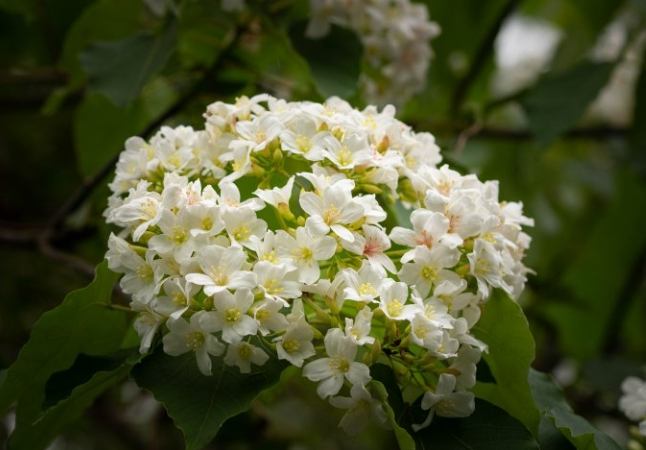 梧桐花 梧桐花