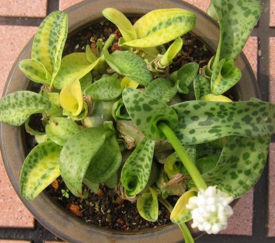 油點百合 油點百合