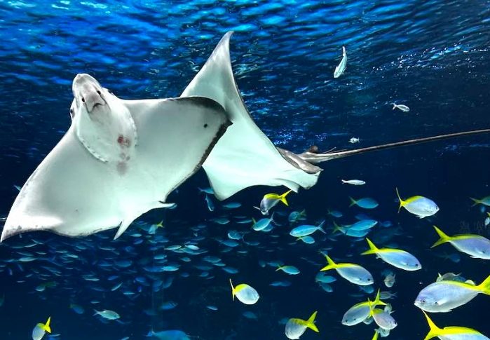 水族館門票 水族館門票