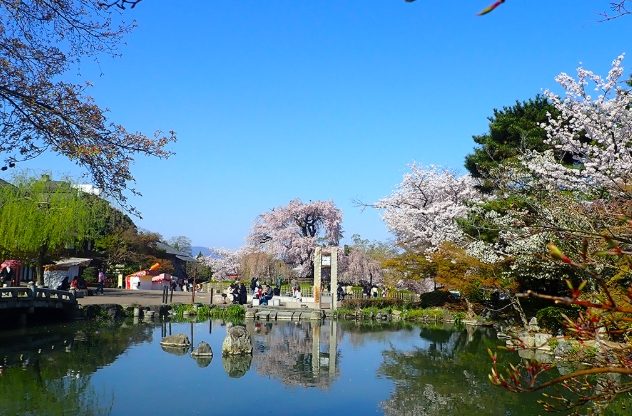円山公園賞櫻 円山公園賞櫻
