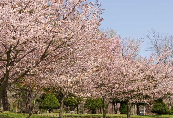 円山公園交通 円山公園交通