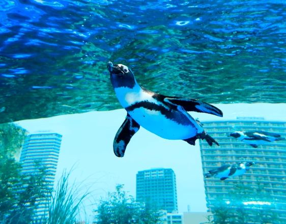 水族館門票 水族館門票