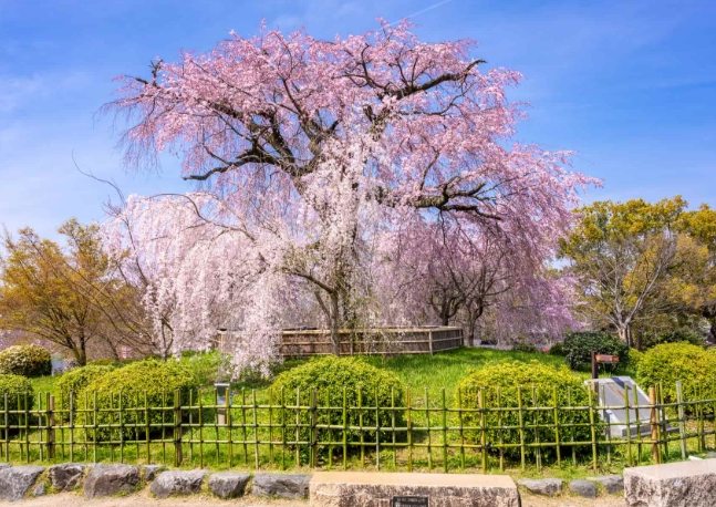 円山公園交通 円山公園交通