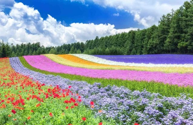 北海道交通指南 北海道交通指南